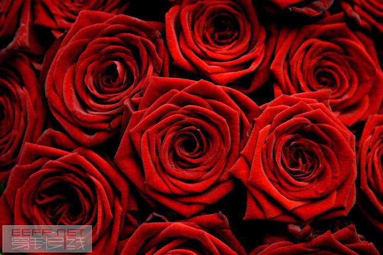 red-roses-photo.jpg