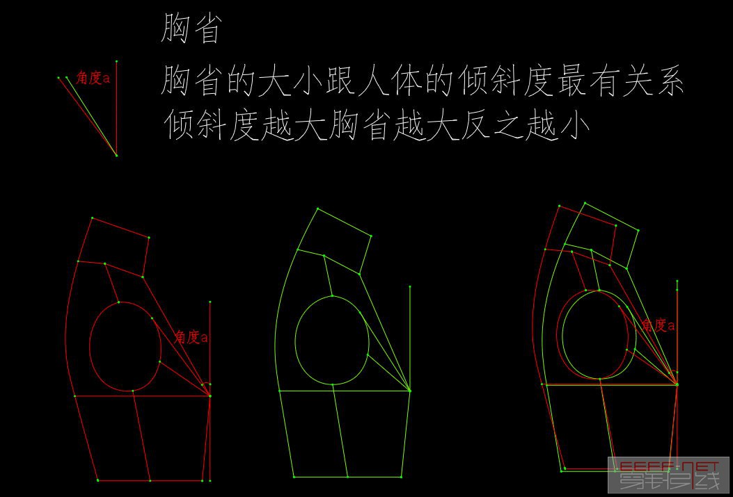 胸省和背省